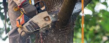 Best Tree Preservation Services  in Gaston, SC