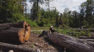 Best Tree Cabling and Bracing  in Gaston, SC