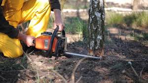 Best Hazardous Tree Removal  in Gaston, SC