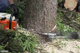 Best Firewood Processing and Delivery  in Gaston, SC