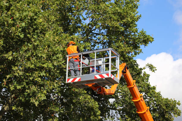 Best Tree Mulching  in Gaston, SC