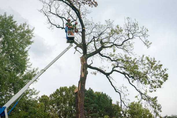 Trusted Gaston, SC Tree Removal Experts