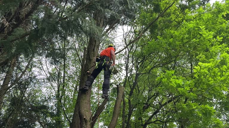 Best Arborist Consultation Services  in Gaston, SC