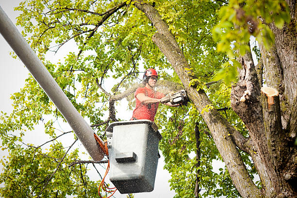 Best Stump Grinding and Removal  in Gaston, SC